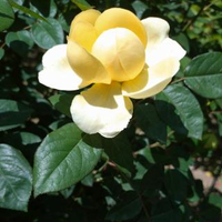 小田 恵