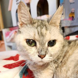 合浦 百恵
