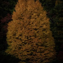 おのせ りゅうすけ