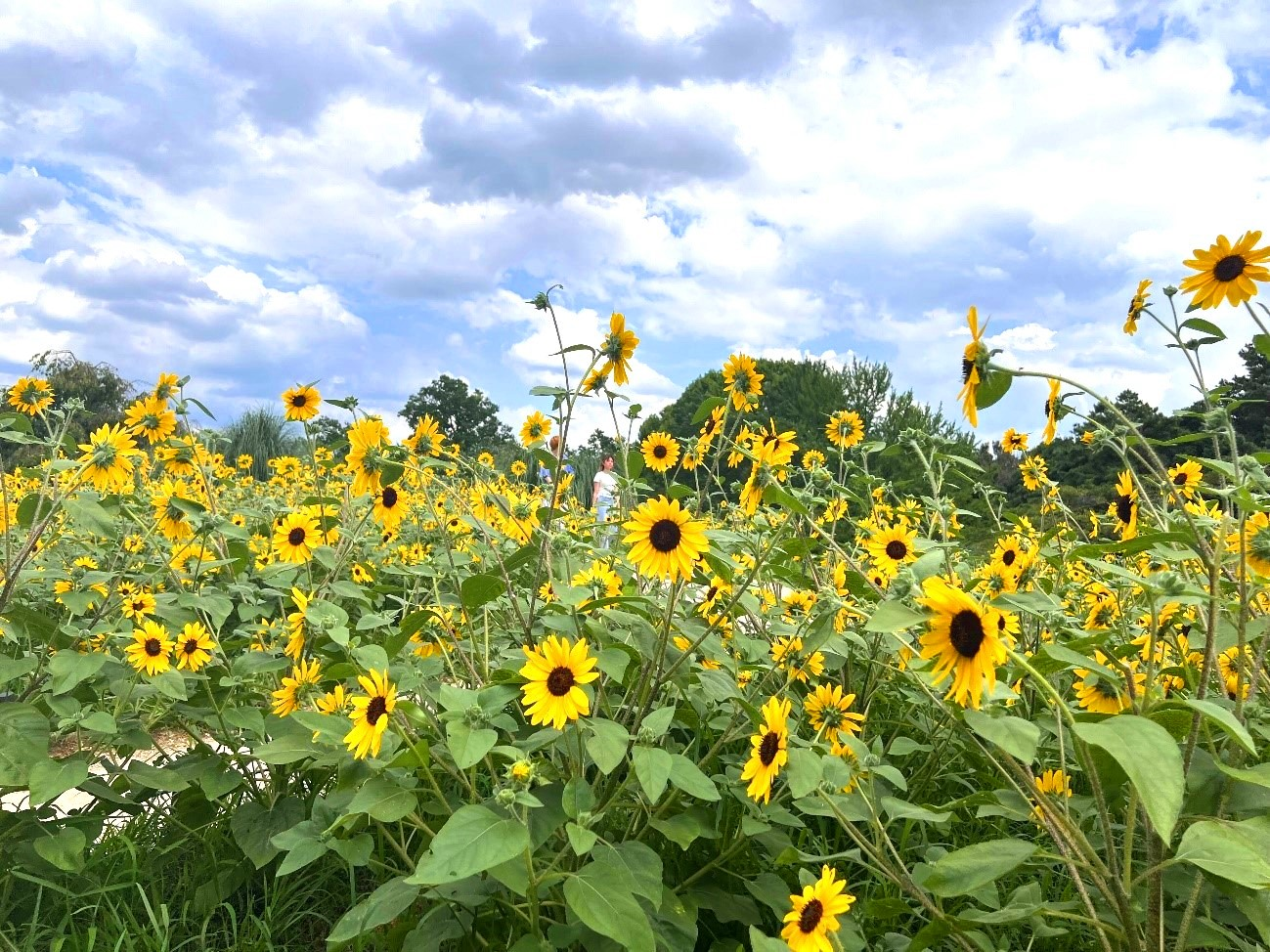 夏だ！肉だ！BBQ大会が開催されました！