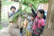 富士山本校では、ニワトリやヤギといった家畜動物を飼い、スタッフは交代で世話をしています。自然体験プログラムでは、子どもたちと一緒に動物のお世話をします。ただ「かわいい」というだけでなく、生きものとの触れ合いから自然の循環や、自分と生きもののつながりを感じてほしいと考えています。