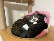 保護した動物たちは、他の人に譲渡することなく、グループホームの中で利用者さんと一緒に暮らしています。