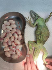 イグアナの卵詰まり手術