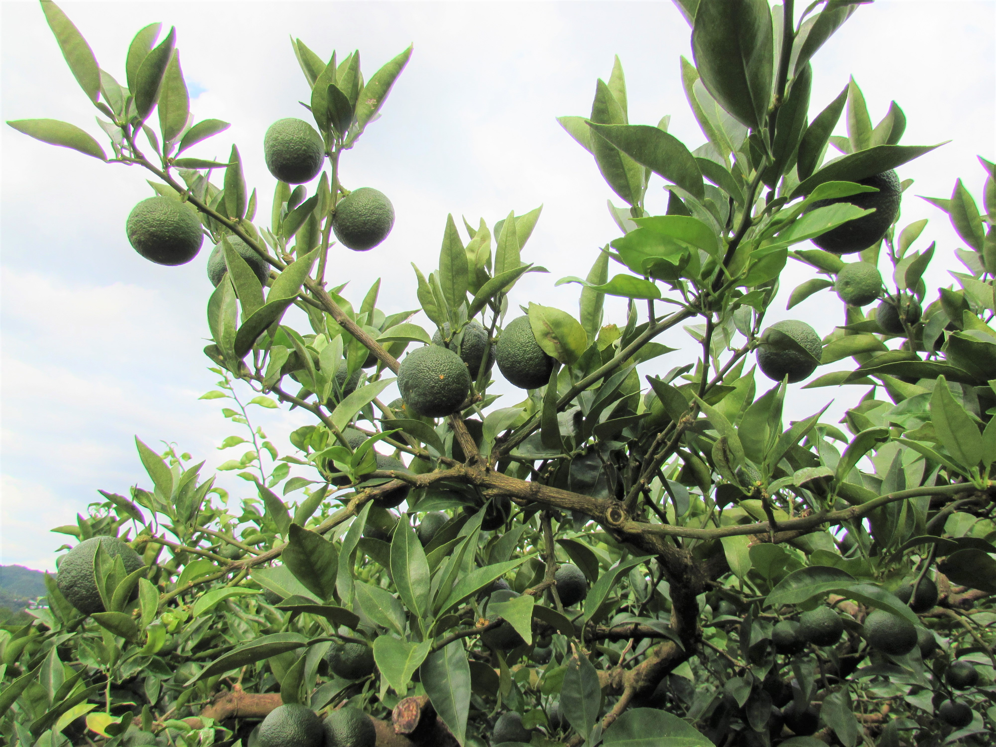 徳島オフィス初の学生アルバイトがマルチなエンジニアを目指すまで