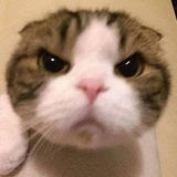 テスト テスト