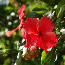 Aloha Okinawa