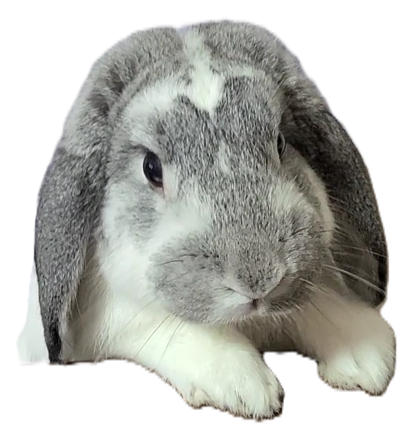 IT企業での社会貢献とは