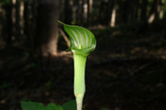 Arisaema serratum / インターンによる撮影