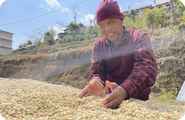 ネパールでの持続可能なコーヒープロジェクト