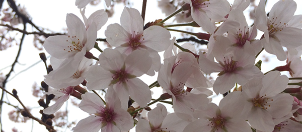 【お花見2016】初仕事の恒例行事