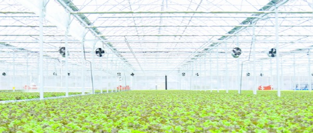 静岡｜未来の農業を創造！最新鋭の施設で私たちと革新的な挑戦をしませんか？