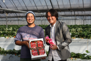 日南市のいちご生産者