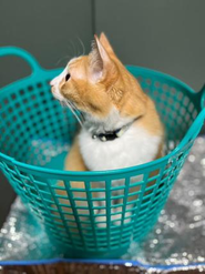 洗濯カゴに入ってしまういたずらっ子