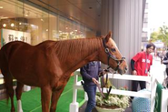 元競走馬・アドマイヤジャパン