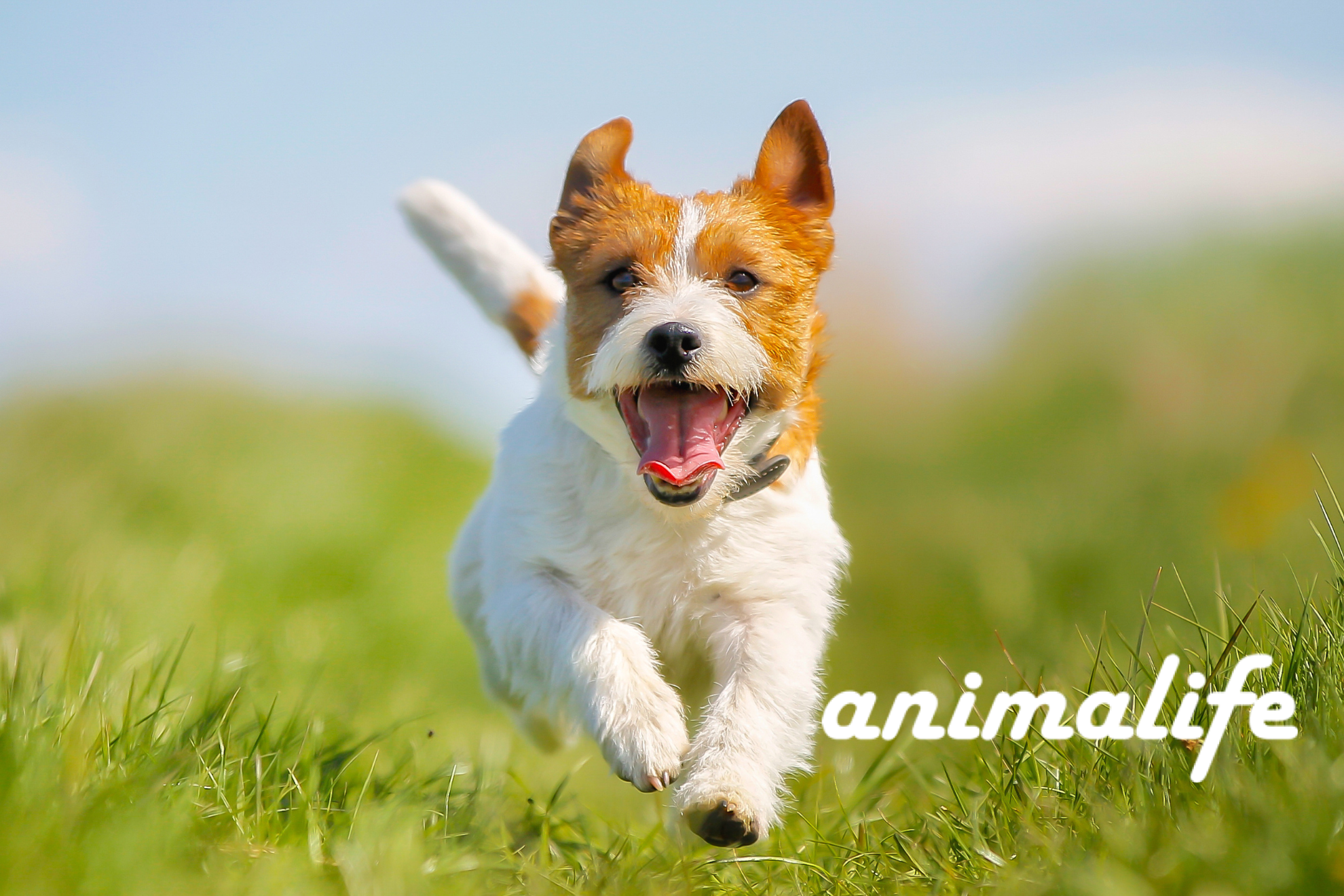 エンジニア4名にインタビュー！アニマライフならではの“やりがい”や今後の目標は？