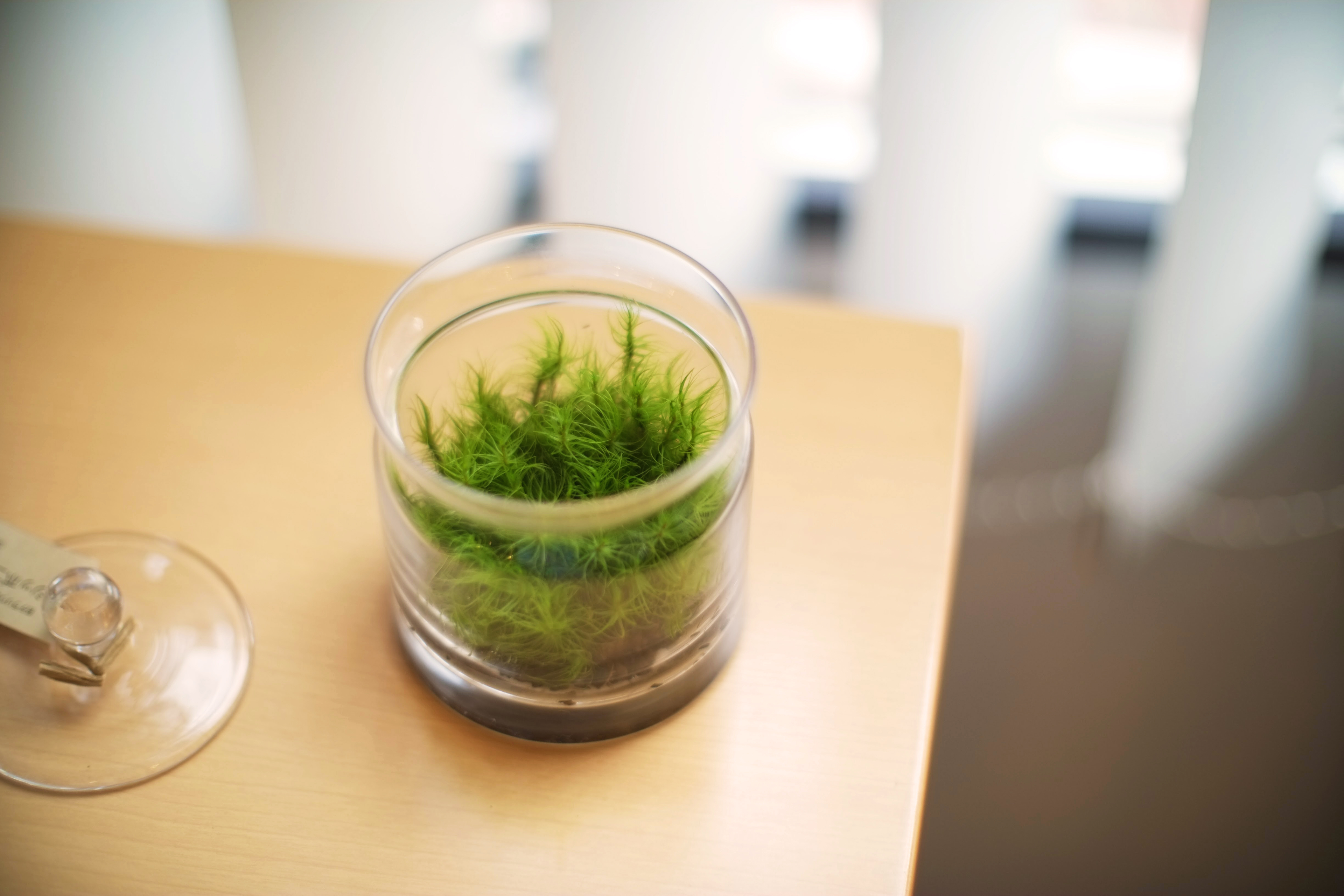 【vol.12】アラサー女子ディレクターが紹介！社内のほっこりアイテムたち♪