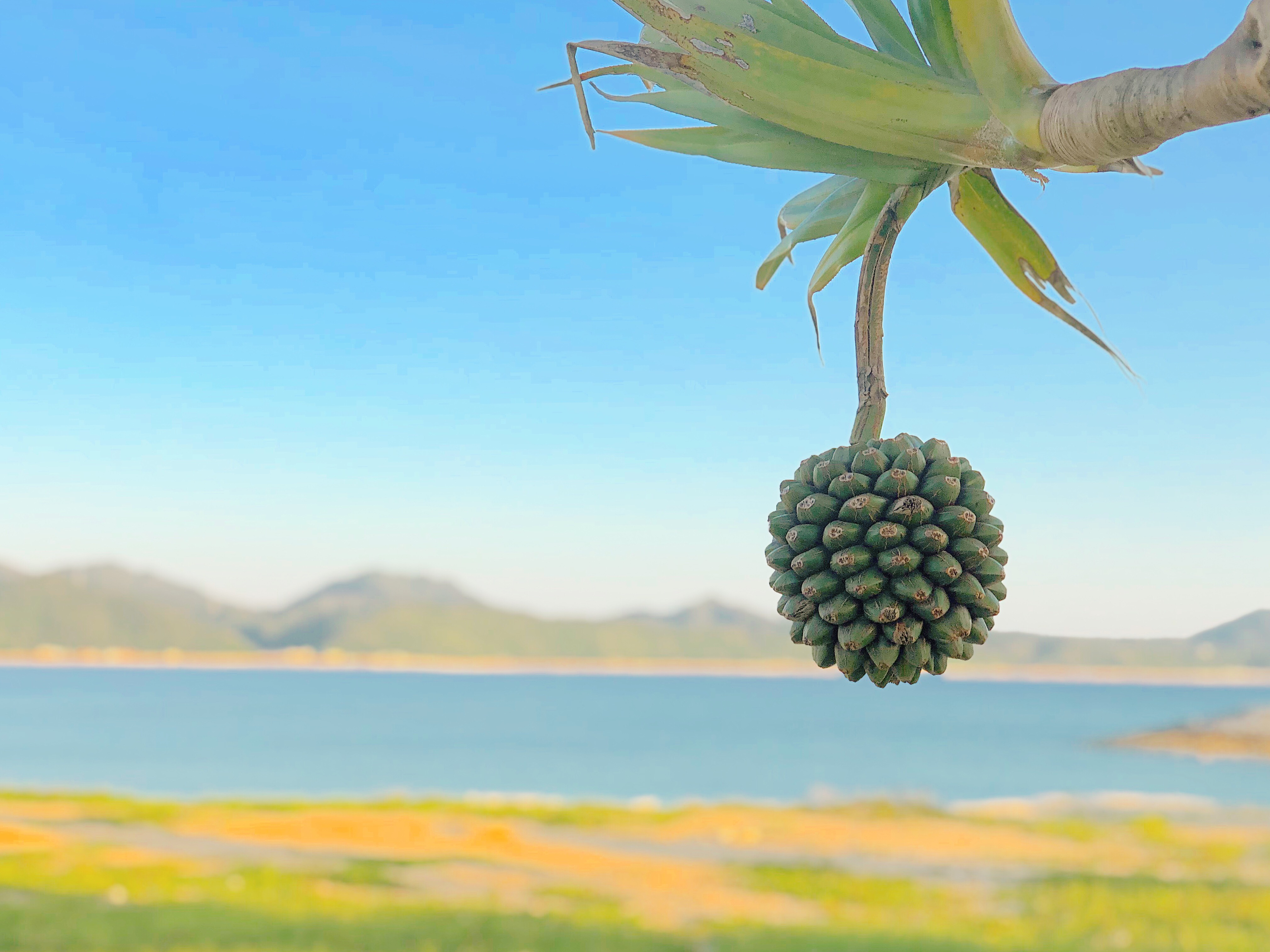 沖縄に住みたいではなく沖縄で何がしたいのか