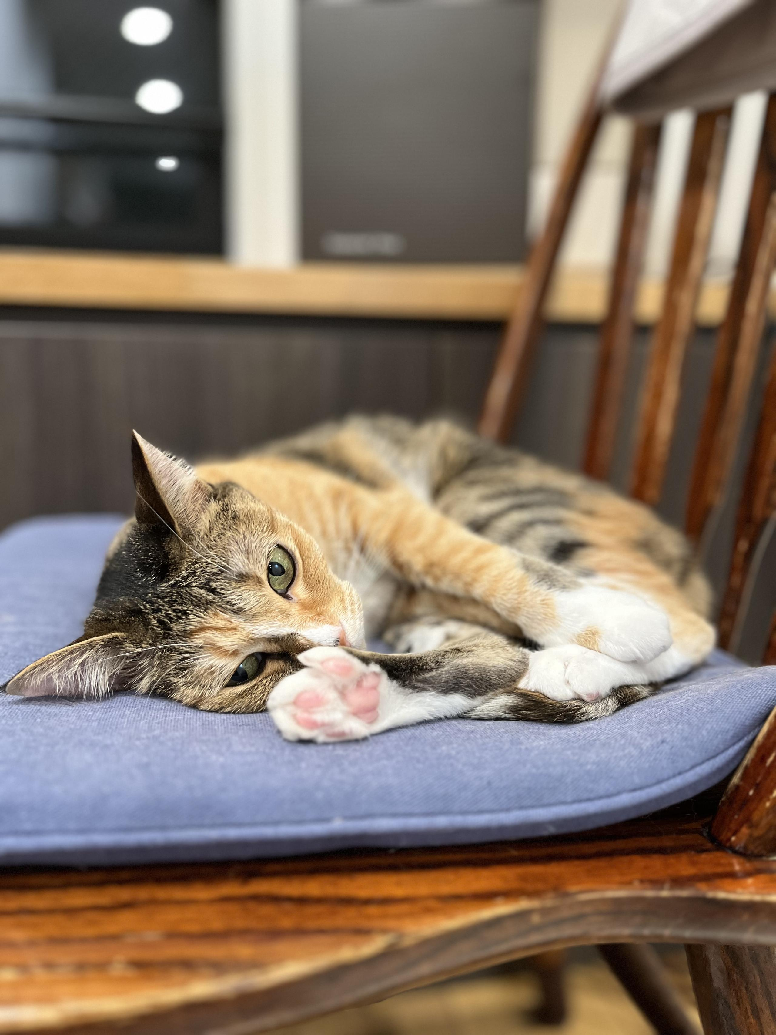 はじめまして、わたしはきなりです