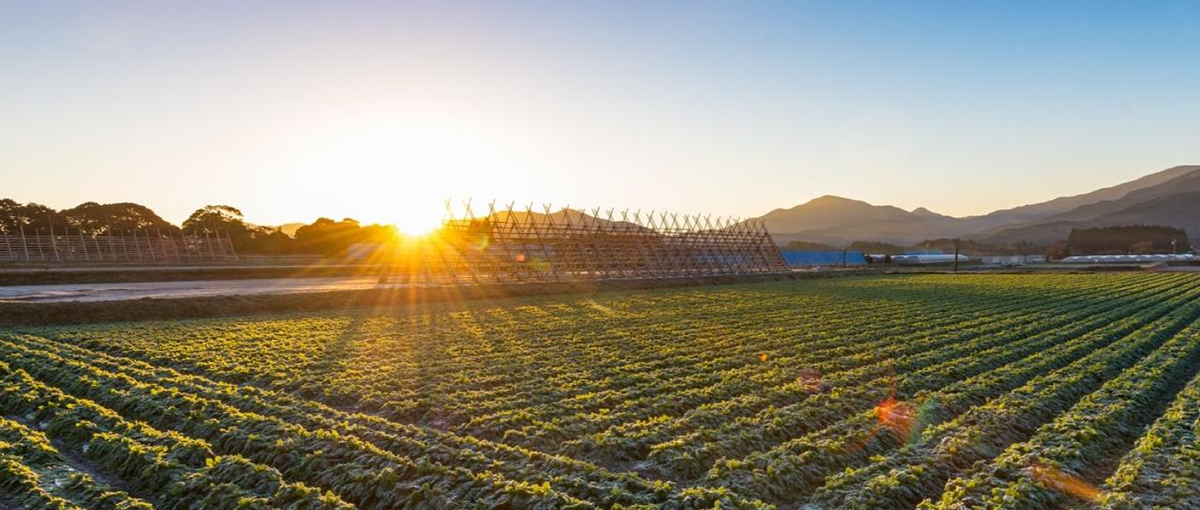 オープンポジション│独自のビジネスモデルで、日本の農と食を守る。