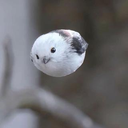 kenji
