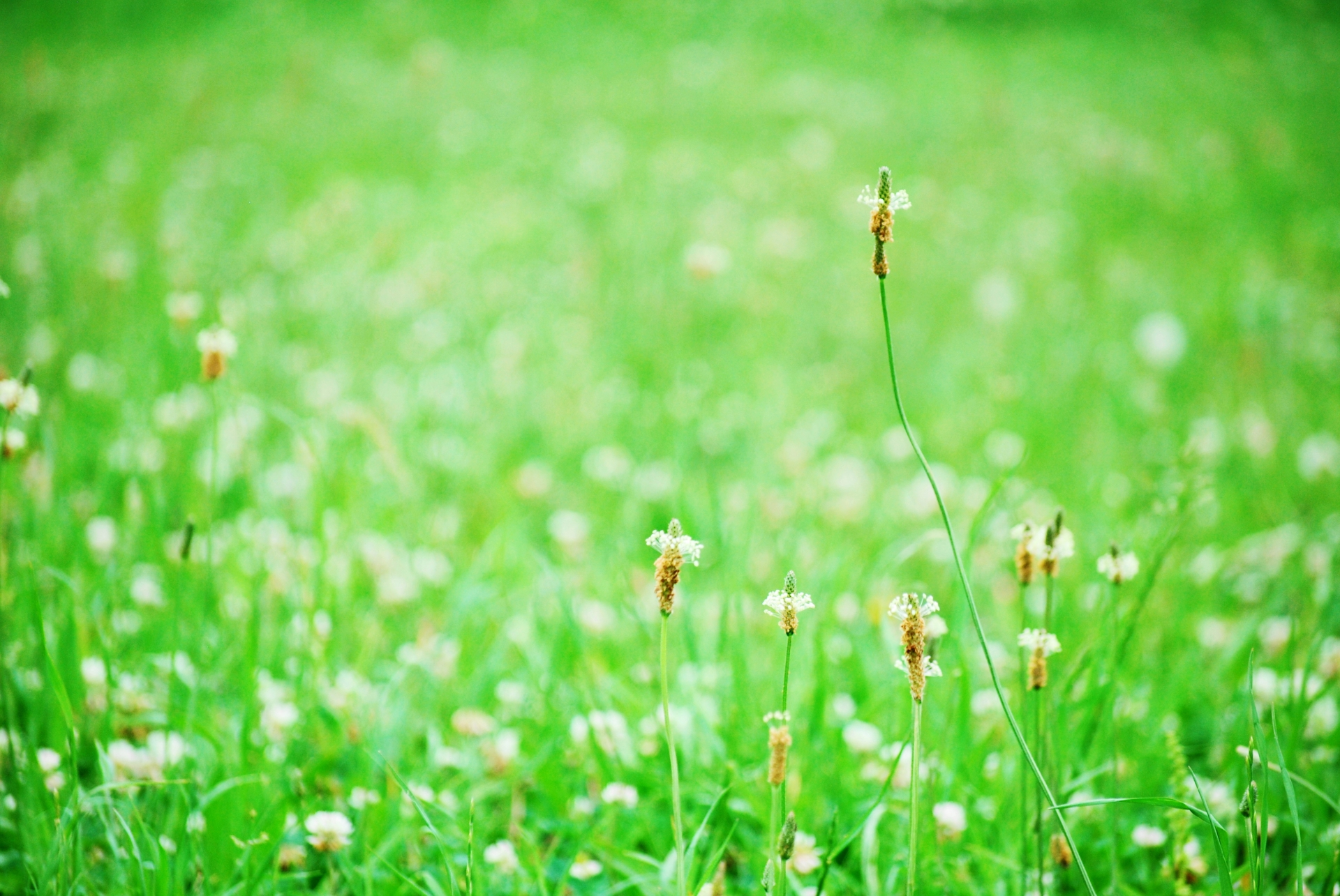 「素直さ」こそ最大の武器