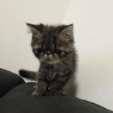 森 まゆ