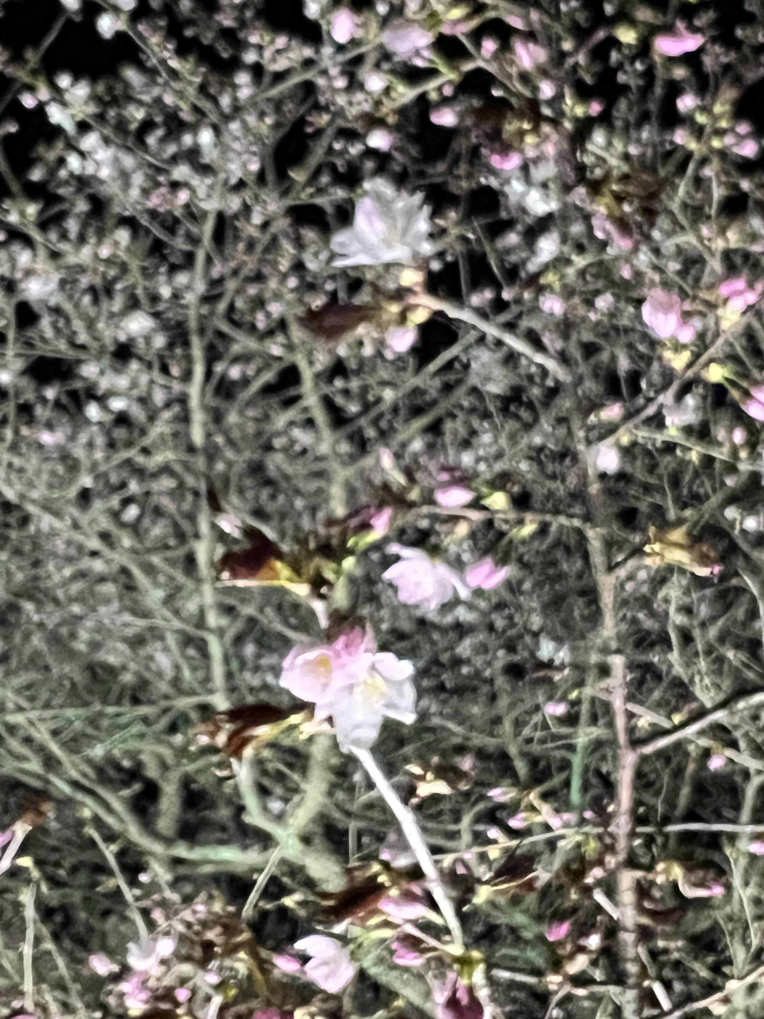 別海町の四季を楽しむ（春）