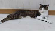 廊下で猫に遭遇します