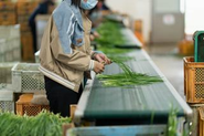 ニラ生産事業部