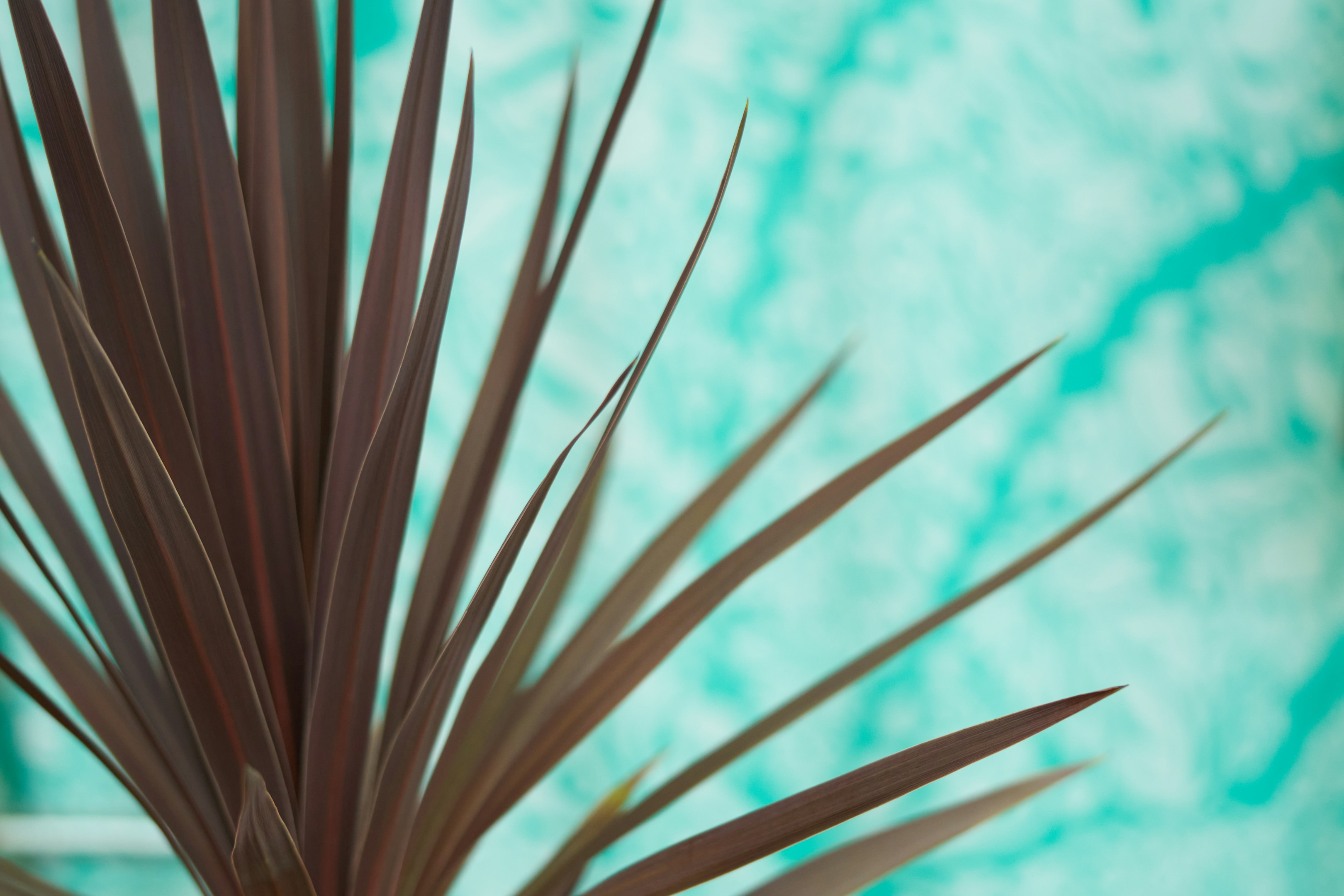 【大嶋淑之・新潟】オフィスの観葉植物が語るチームの未来