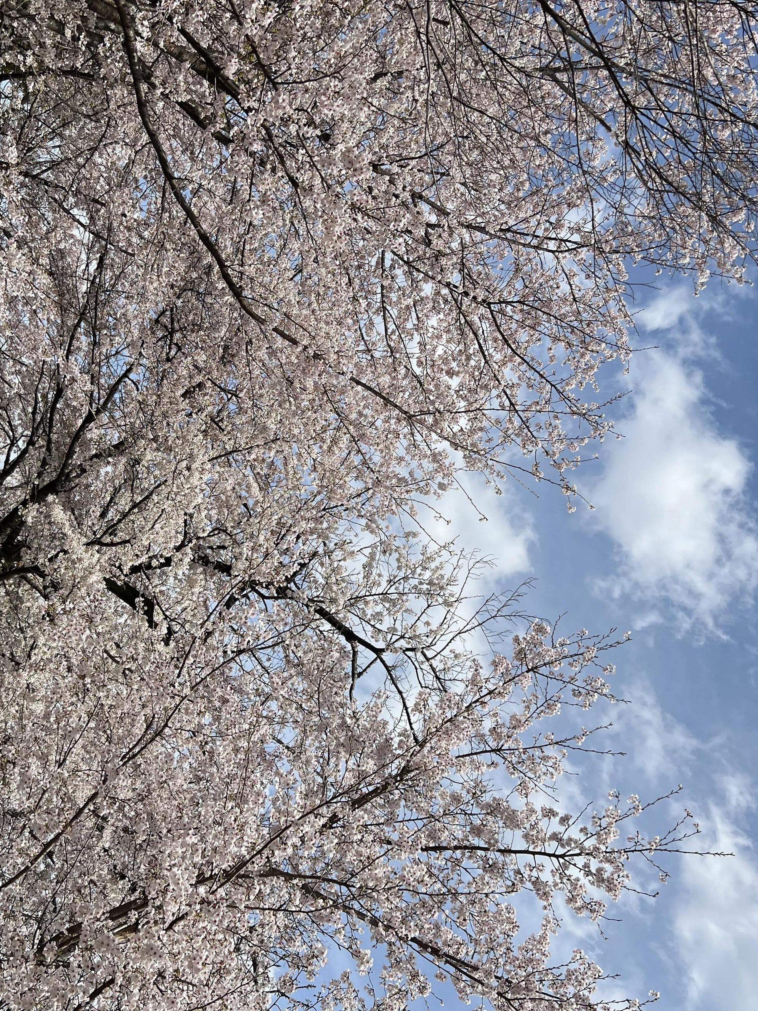 【入社式】playgroundへようこそ！