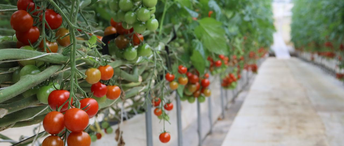 農産物ブランドの基準管理運用│独自のビジネスモデルで、日本の農と食を守る。