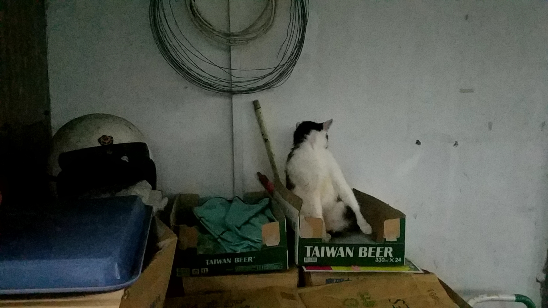 金井　理菜