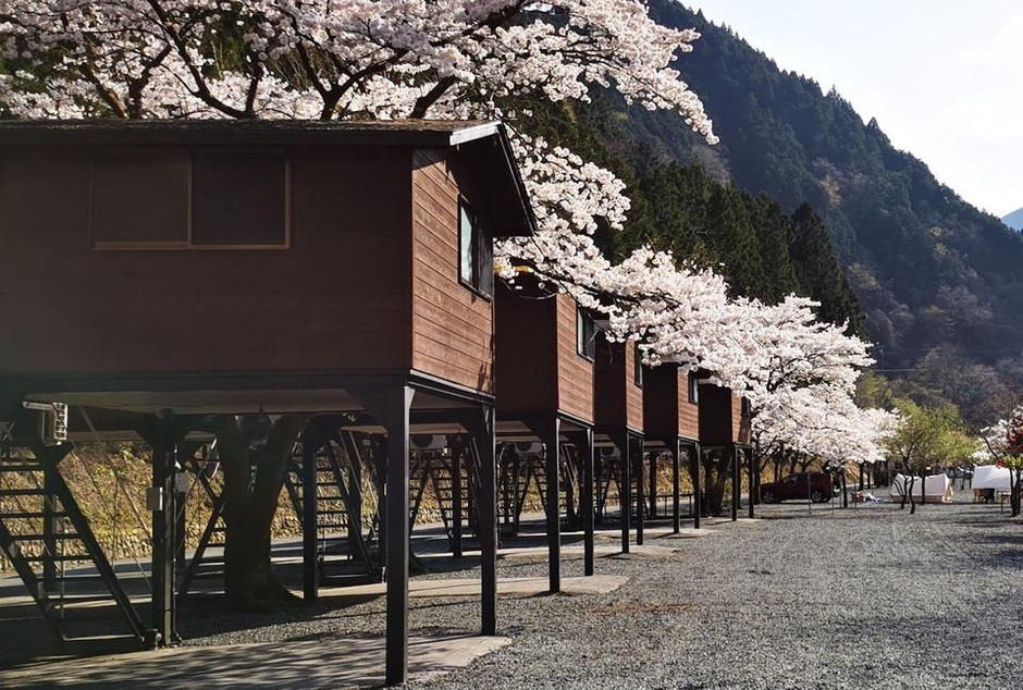 満開の桜と美味しいご飯！みんなでお花見デイキャンプに行ってきました