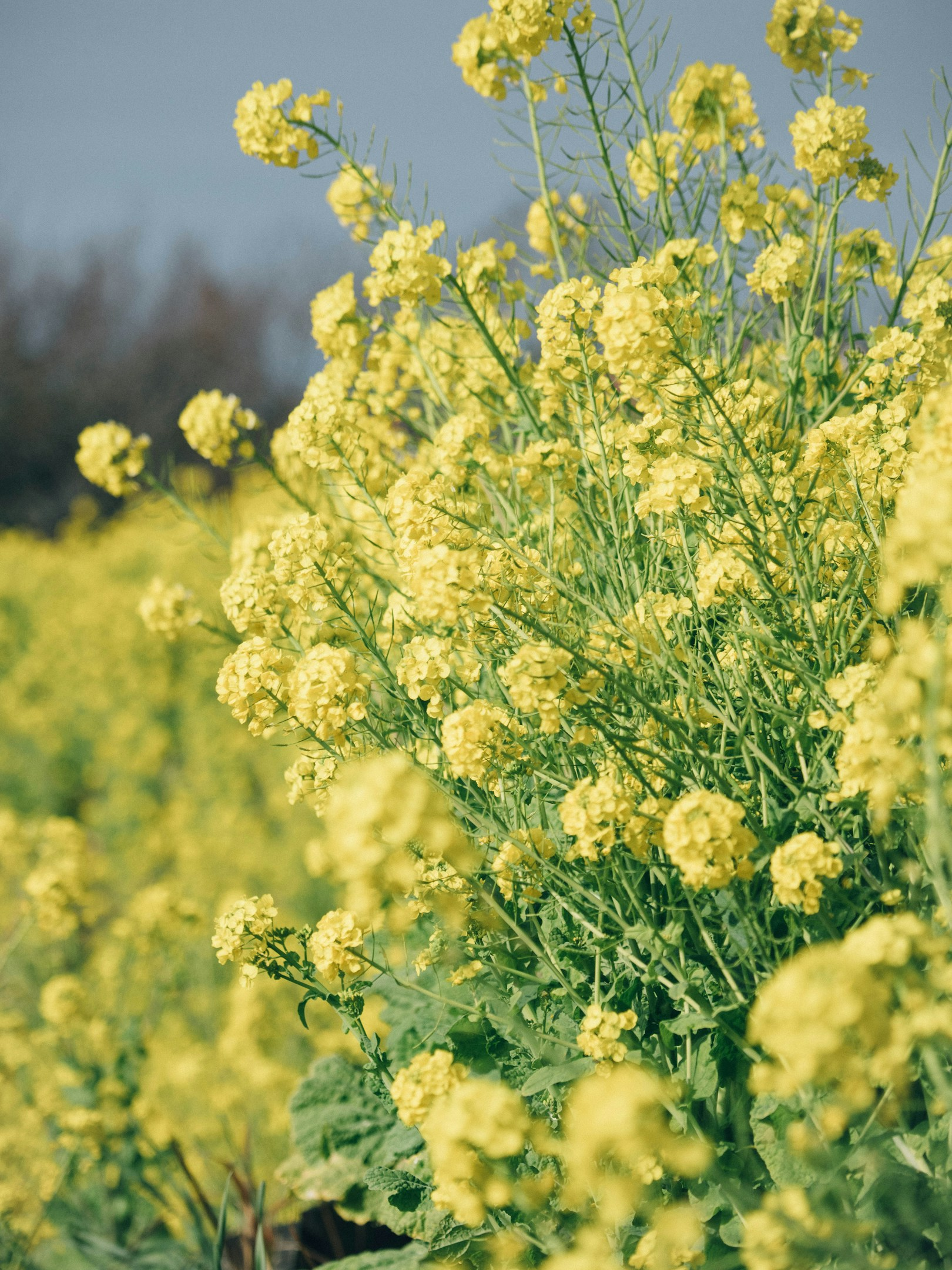 【記事のご紹介】2025年3月