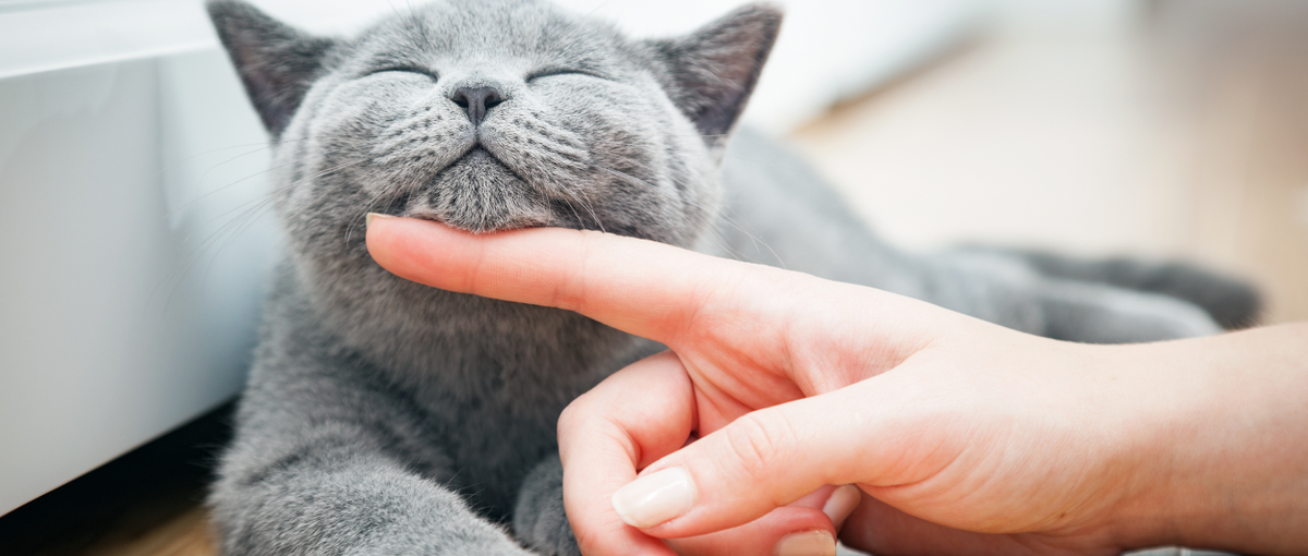 ペットの家族化を推進：経験にあったポジションをご提案します！