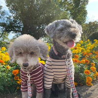 泉 幸希さんのプロフィール