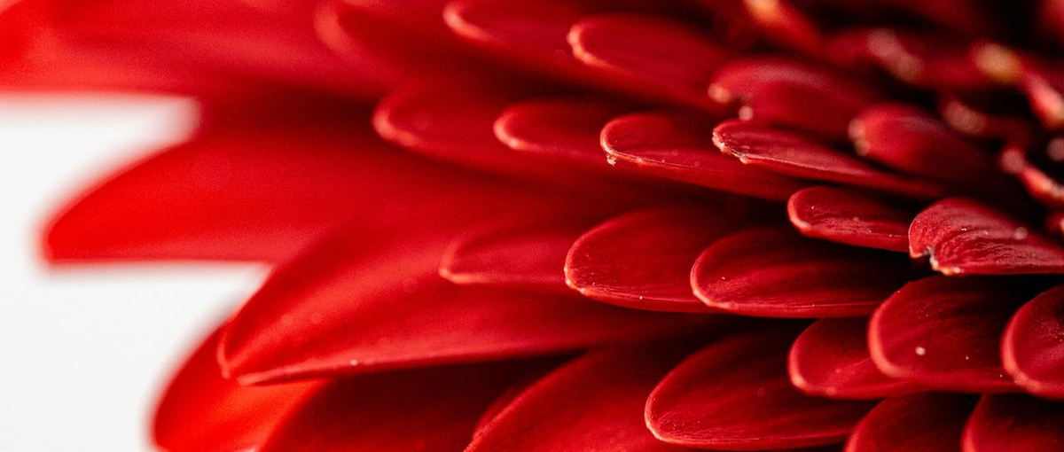 福岡から、花業界に革命を。Webマーケター募集！