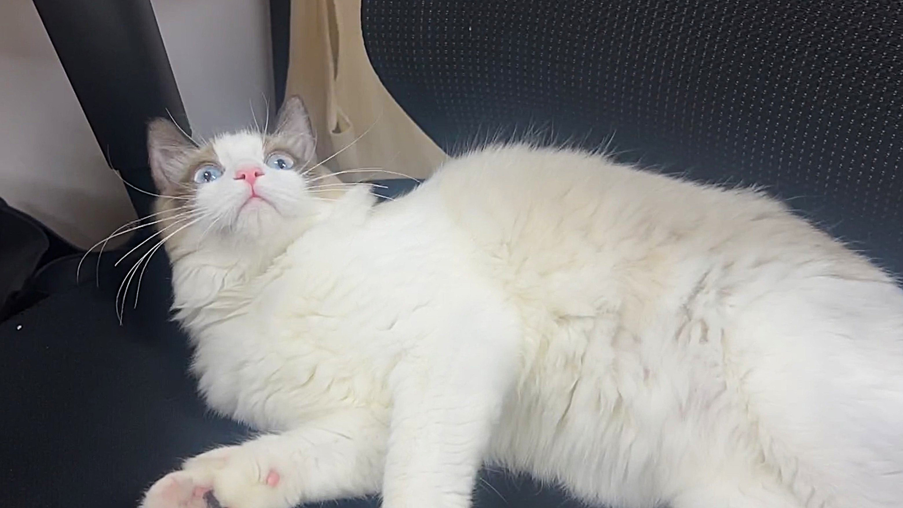 【ネコ社員によるオフィスツアー】自慢のオフィスを紹介！