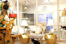 保護猫サロンで活躍しませんか、キャットシッター募集！