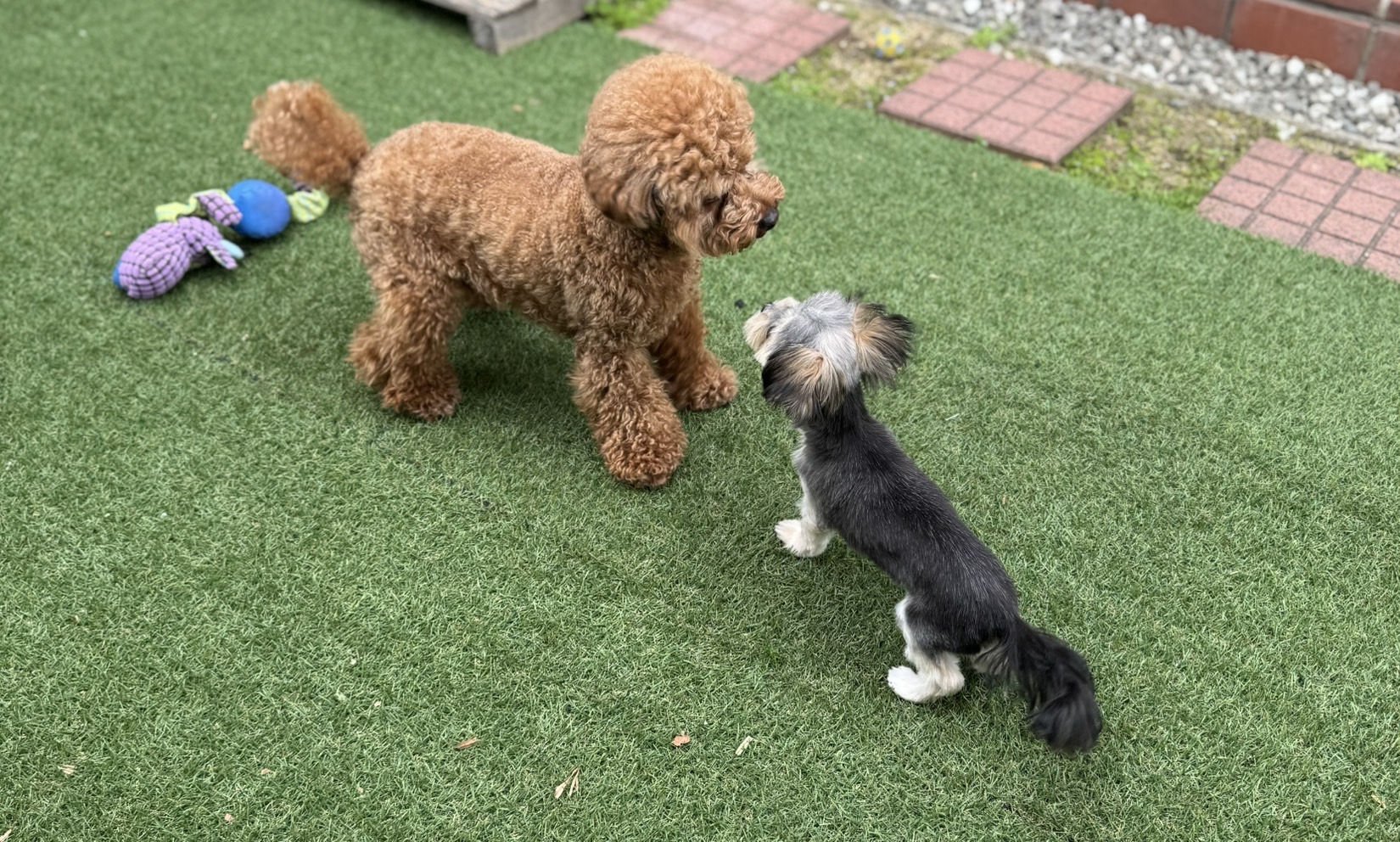 🐶お友達できました