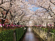 オフィスは、中目黒にあります。春にはきれいな桜が咲きます。