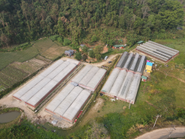 タイのいちご圃場