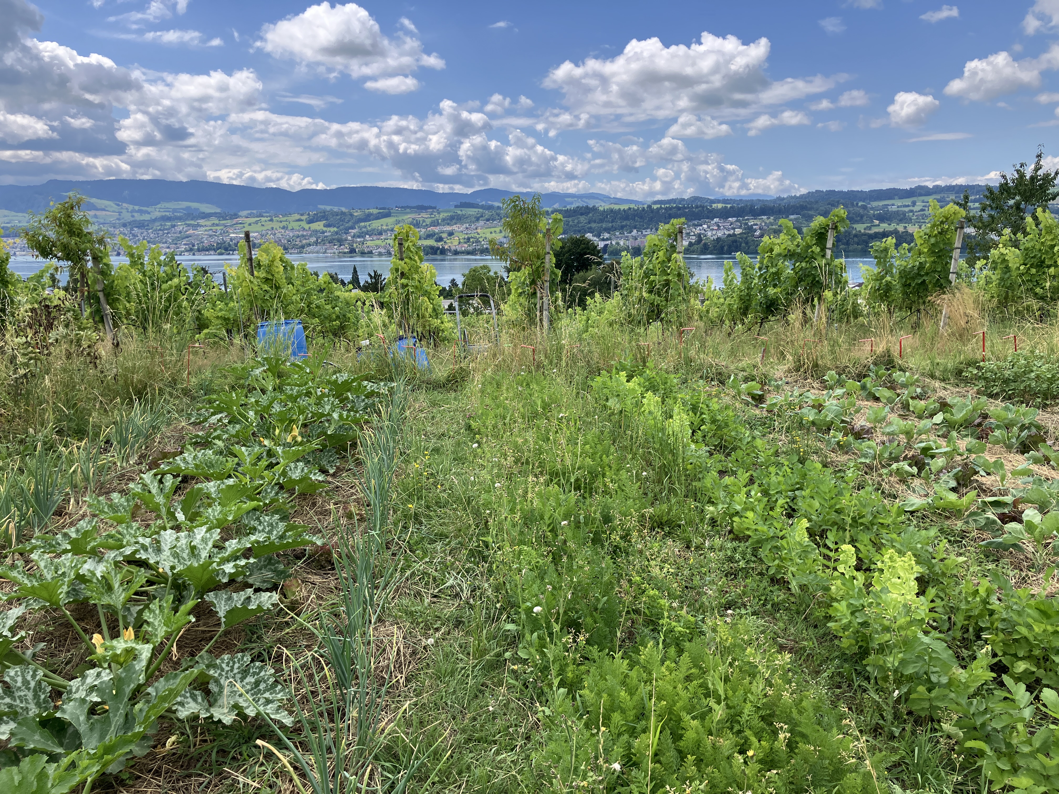 持続可能な農業に取り組むスイスの農家