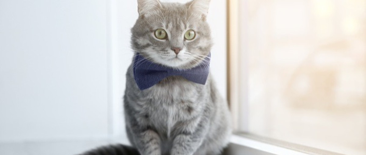 ペット×Tech｜AIエンジニアとして自社サービスに最新技術を！全国参加可