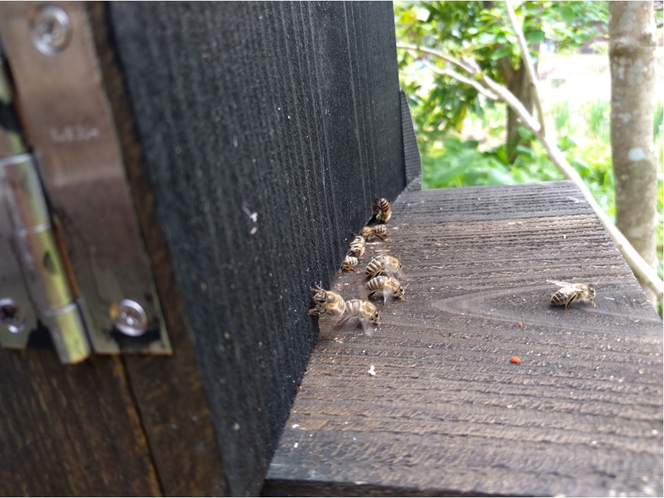 日本蜜蜂の養蜂