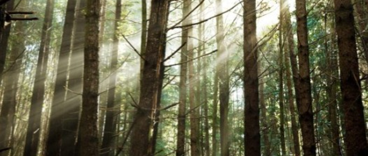 林業・インフラDXの法人営業！成長中の企業で、上場、世界へ！