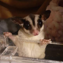 こみー