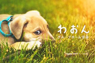 2020年2月からスタートした新事業の障がい者グループホーム。保護犬や保護猫を引き取り、ペット共生型のグループホームを運営。