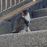 Nakayama Miyu